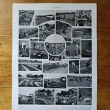 Original lithograph of vegetables and vegetable plants