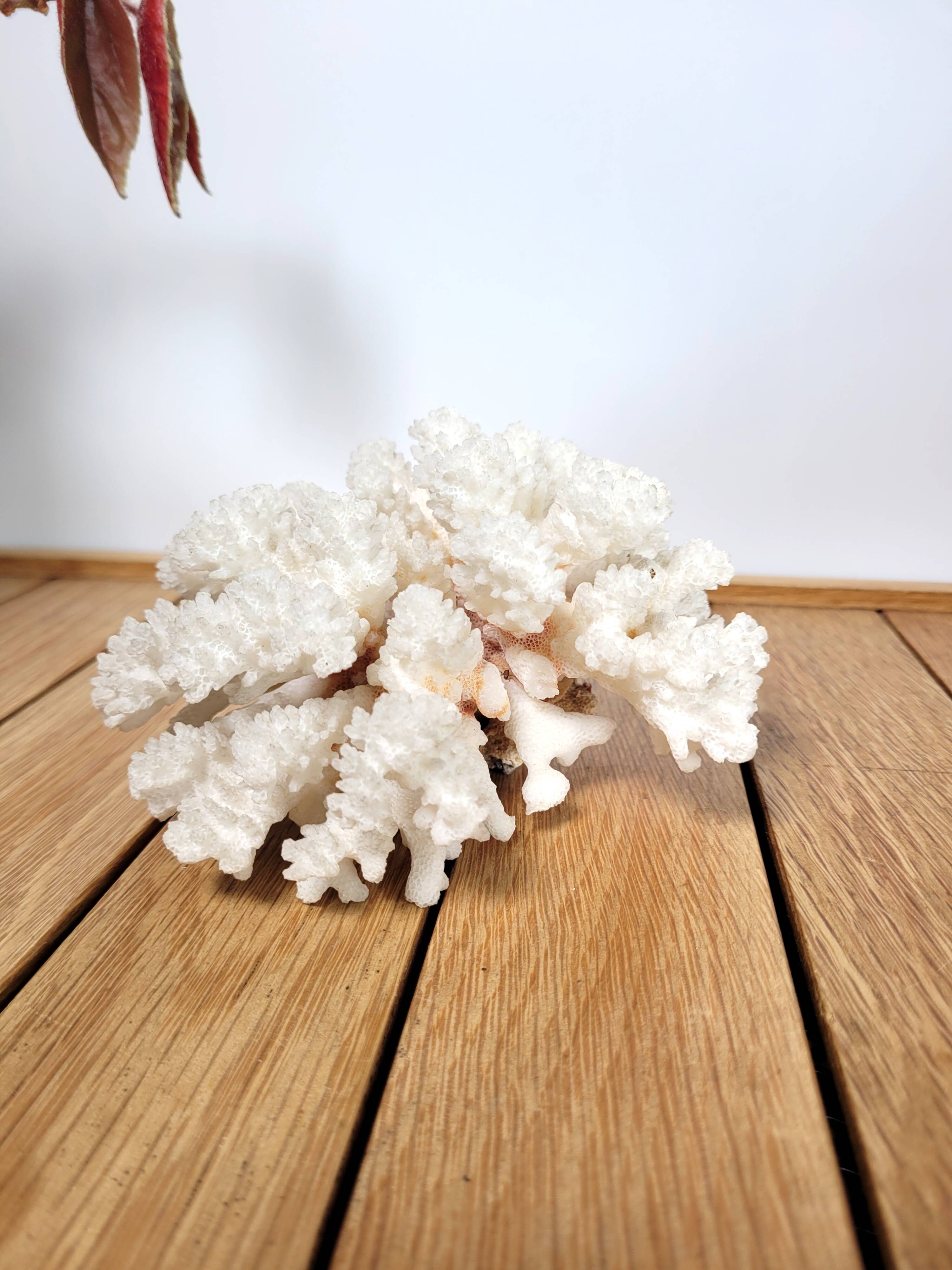 White coral branch 13x12cm