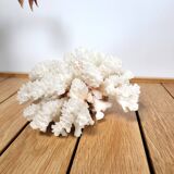 White coral branch 13x12cm
