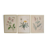 Lot de 3 planches botaniques