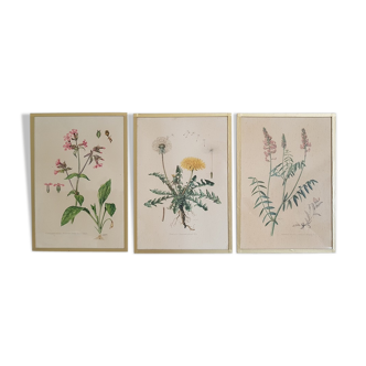 Lot de 3 planches botaniques