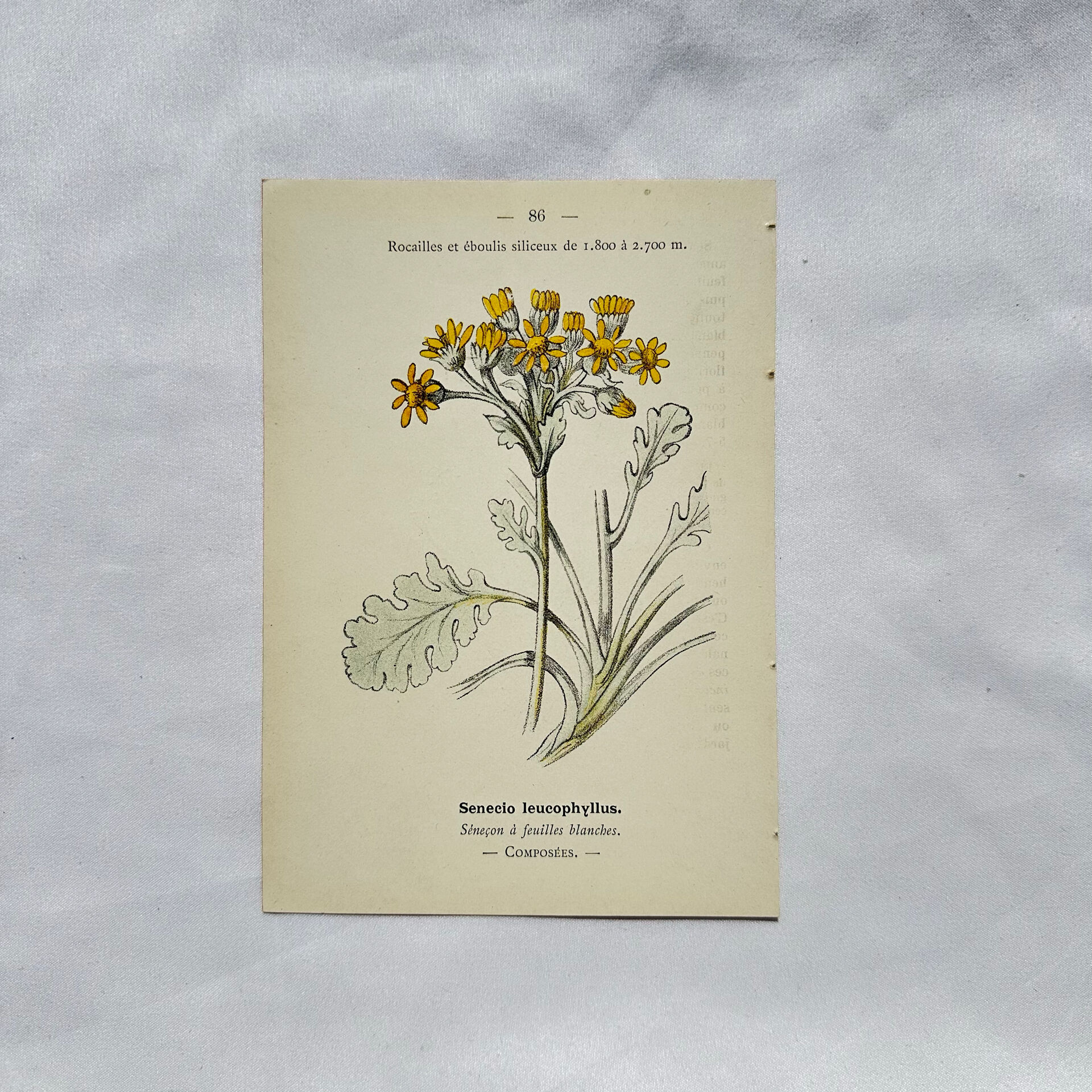 Old botanical engraving – 19th century – Hand-coloured plate