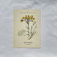 Old botanical engraving – 19th century – Hand-coloured plate