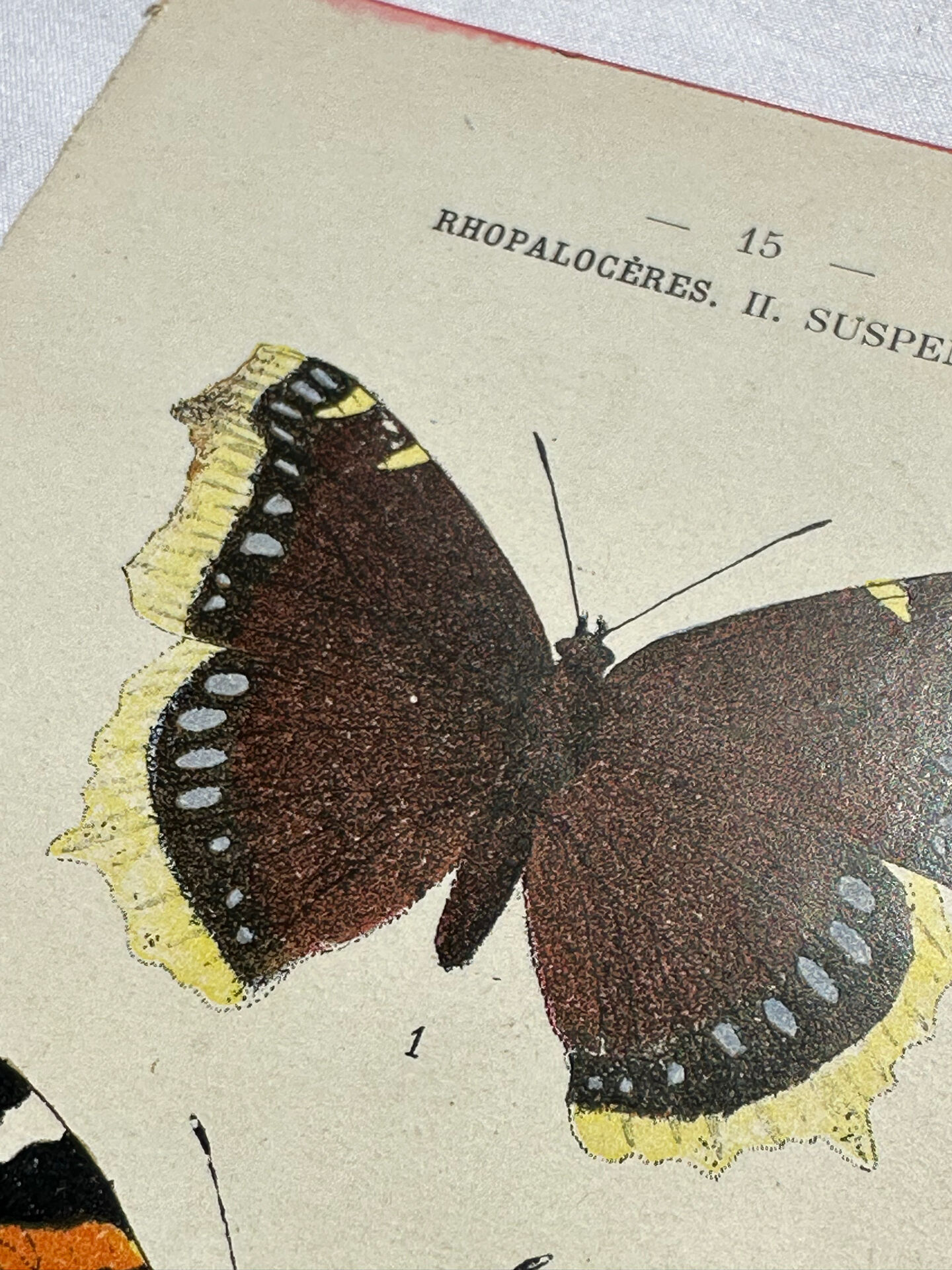 Botanical engraving double-sided butterflies naturalist plate etching
