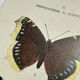 Botanical engraving double-sided butterflies naturalist plate etching