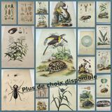 Lot of 3 old engravings from 1839 - Crickets and birds of prey - Colored plates