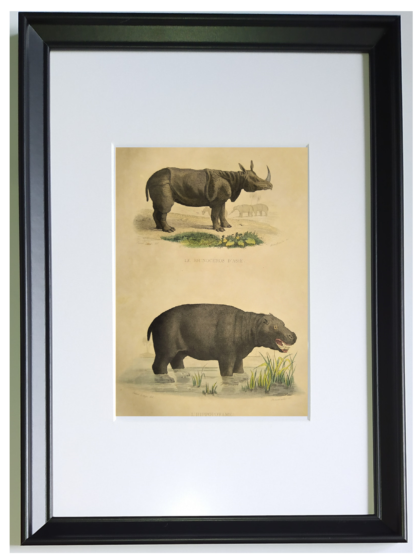 Original zoological frame engraving from 1839 " rhinoceros & hippopotamus "
