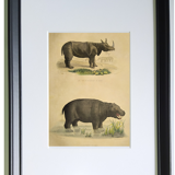Original zoological frame engraving from 1839 " rhinoceros & hippopotamus "