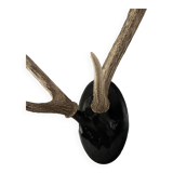 Trophée de chasse