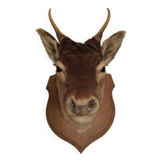 Deer head taxidermy on base