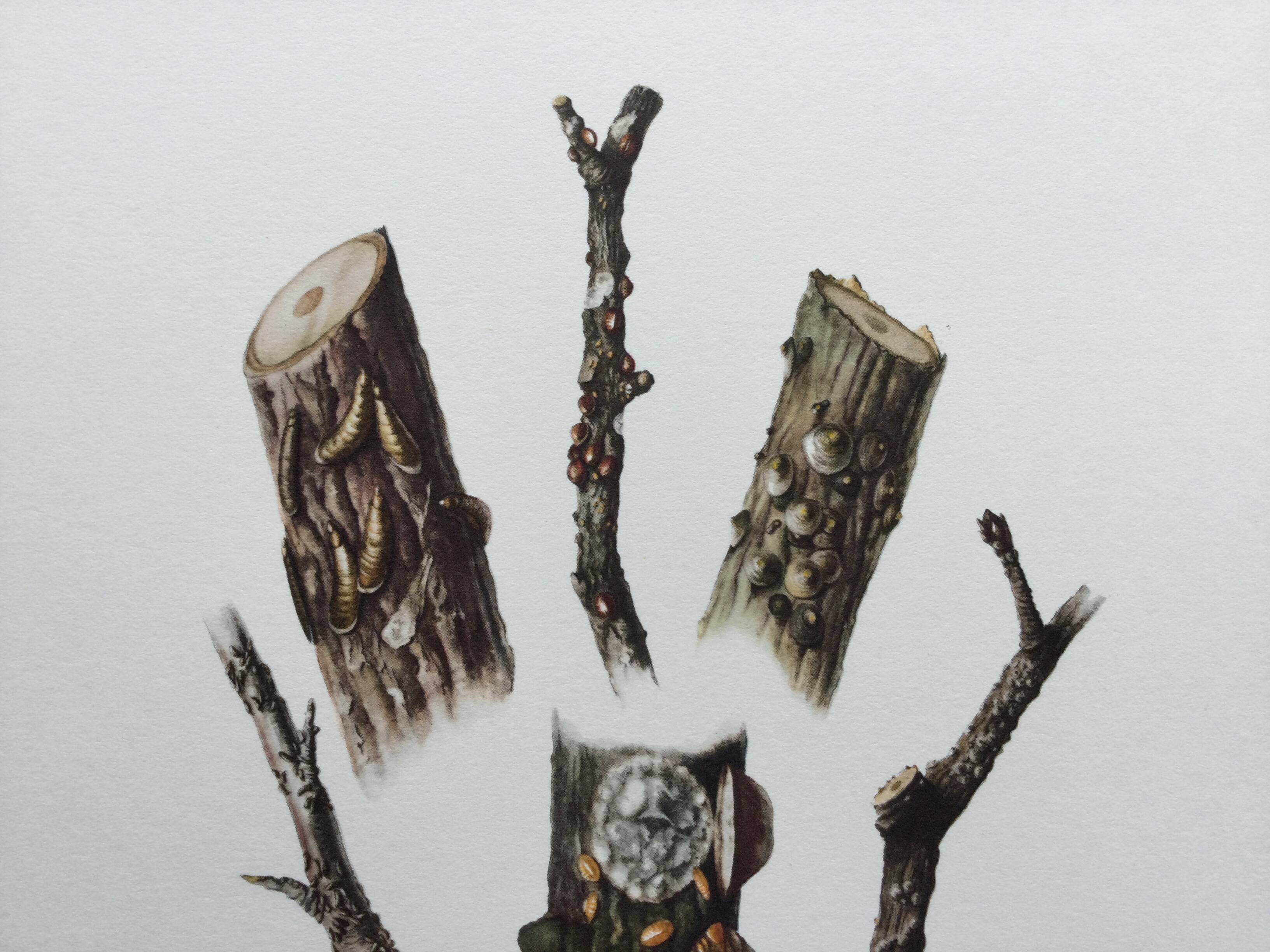 Antique illustration "insects", Vintage print, Cochineal, 1960s