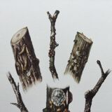 Antique illustration "insects", Vintage print, Cochineal, 1960s