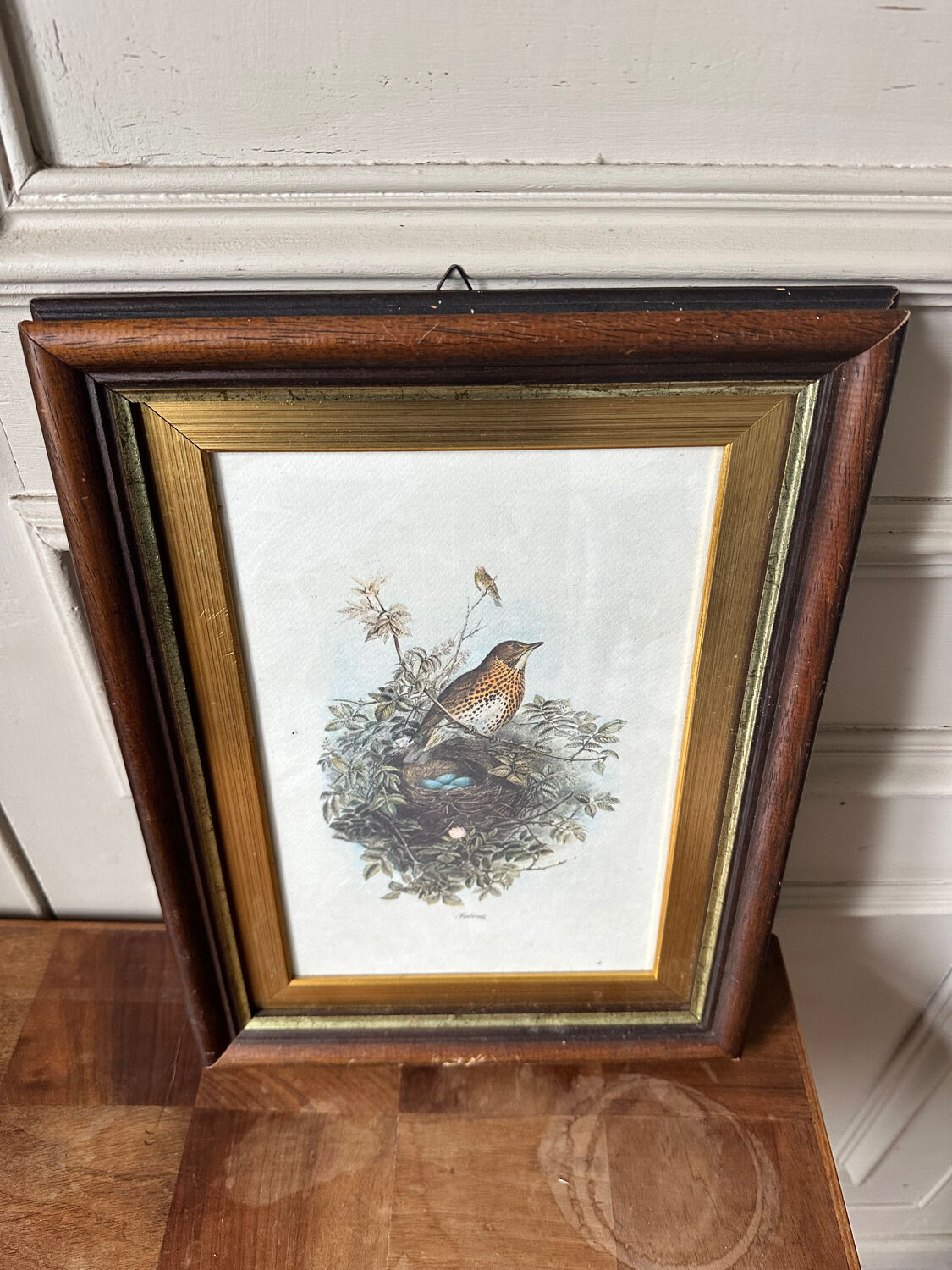 Antique illustration of a bird. Antique framed illustration of a bird.