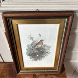 Antique illustration of a bird. Antique framed illustration of a bird.