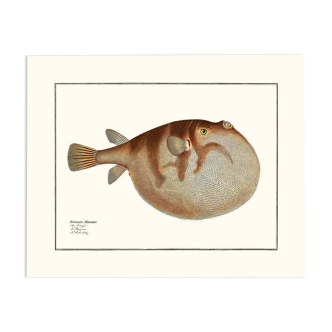 Vintage illustration of the pufferfish Tetraodon Hispidus natural wall print.
