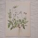 Lot de 2 planches botaniques cicutaire et verveine