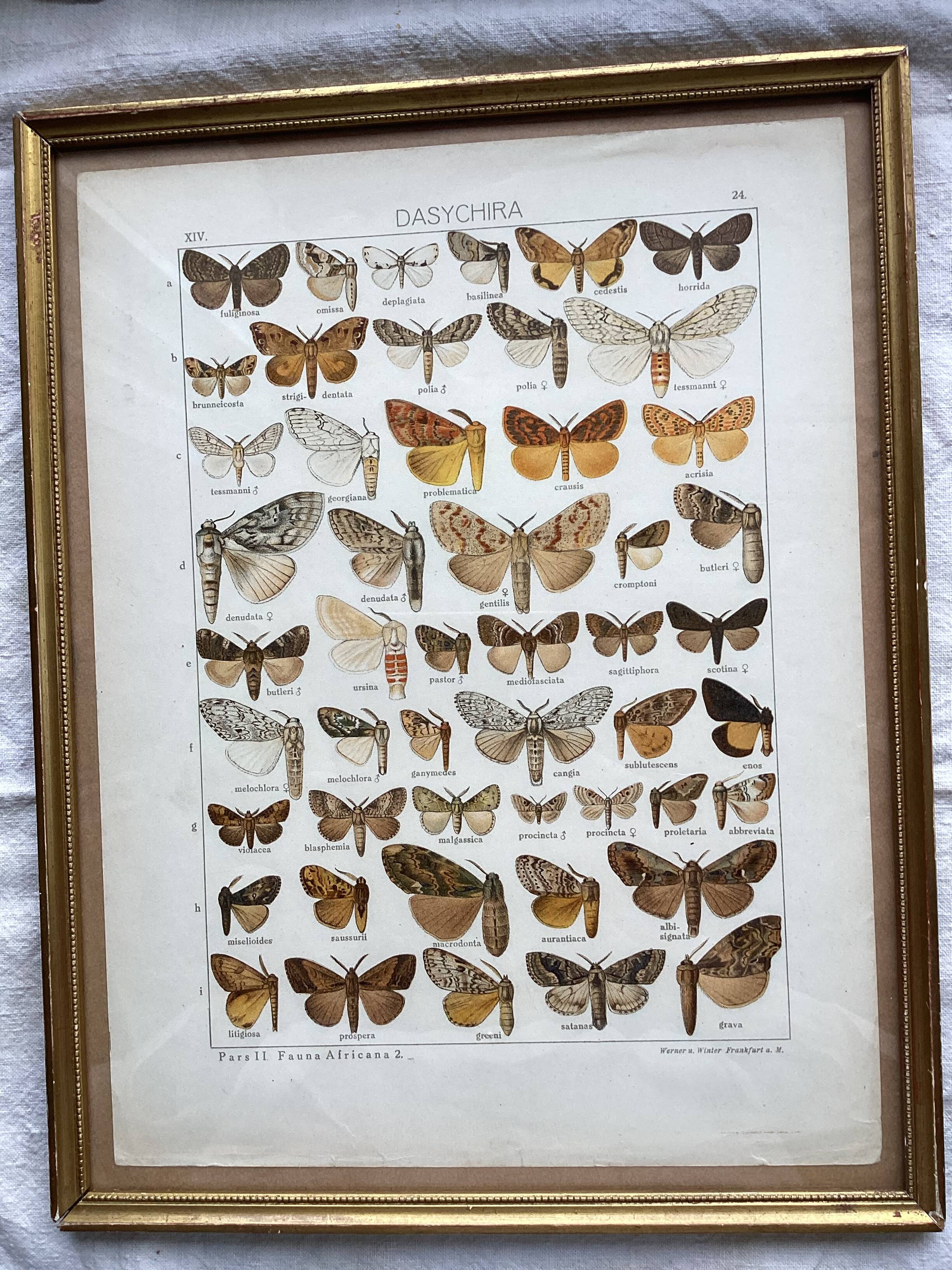 Antique color lithograph of butterflies; dimensions: height - 36.5 cm