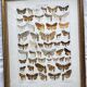 Antique color lithograph of butterflies; dimensions: height - 36.5 cm