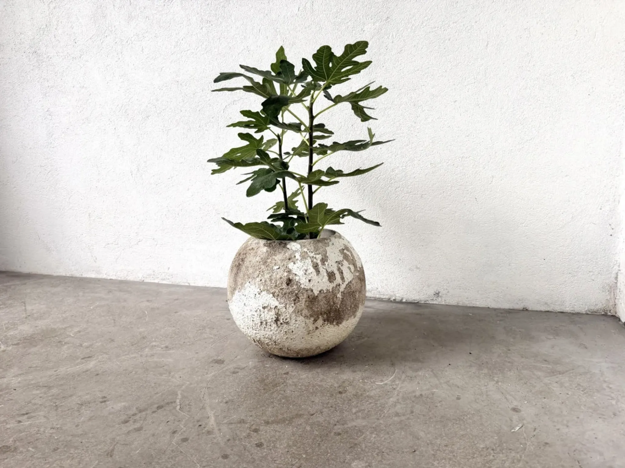 Spherical fibreglass planter, DLG Willy Guhl, 1960s