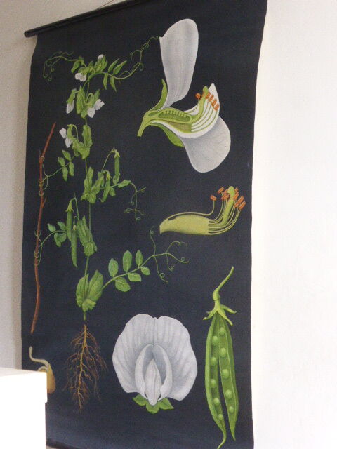 POIS botanical poster by Jung Koch Quentell, created in 1953, printed in Germany in 1985