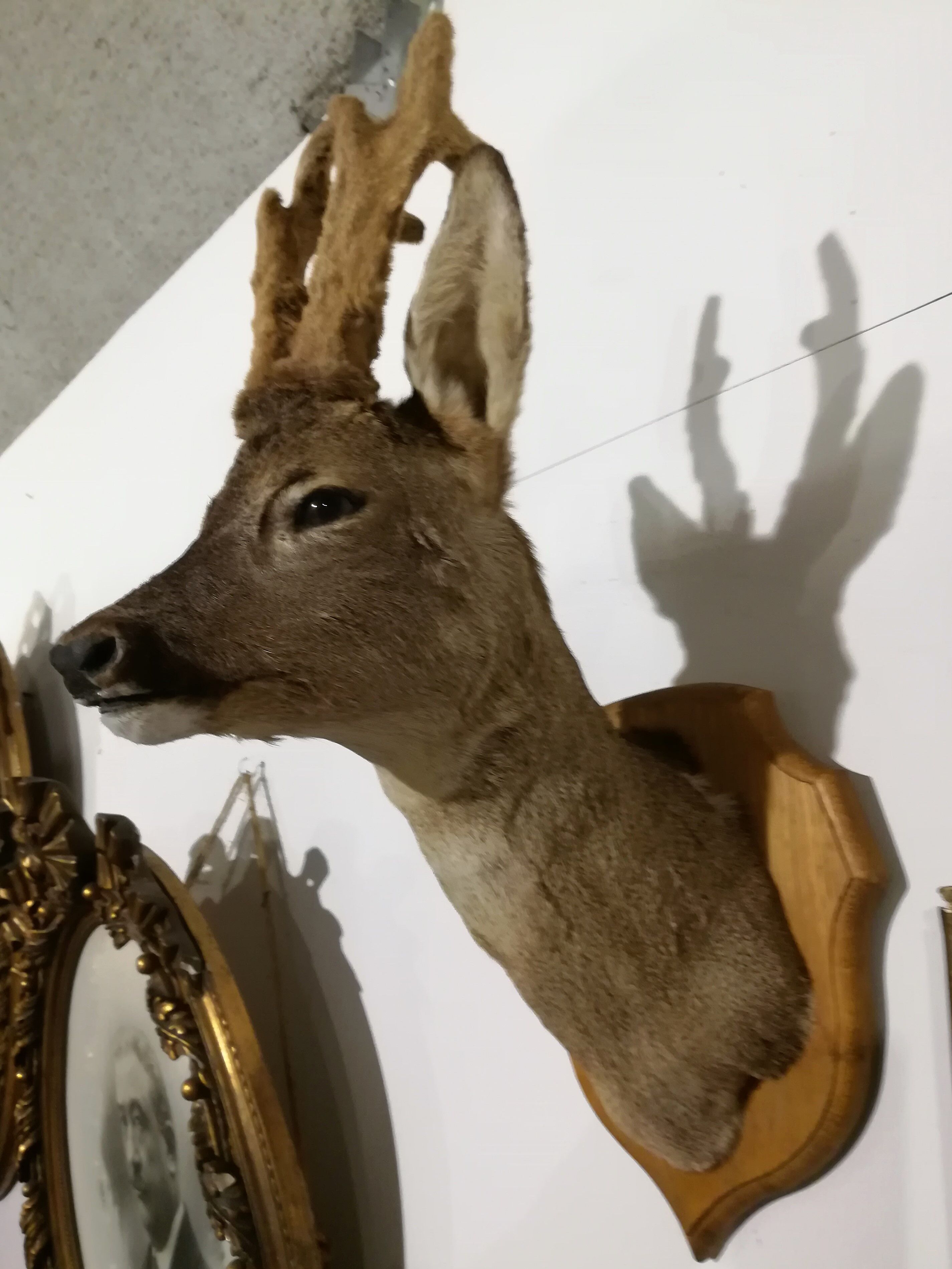 Deer trophy