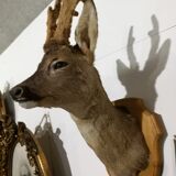 Deer trophy