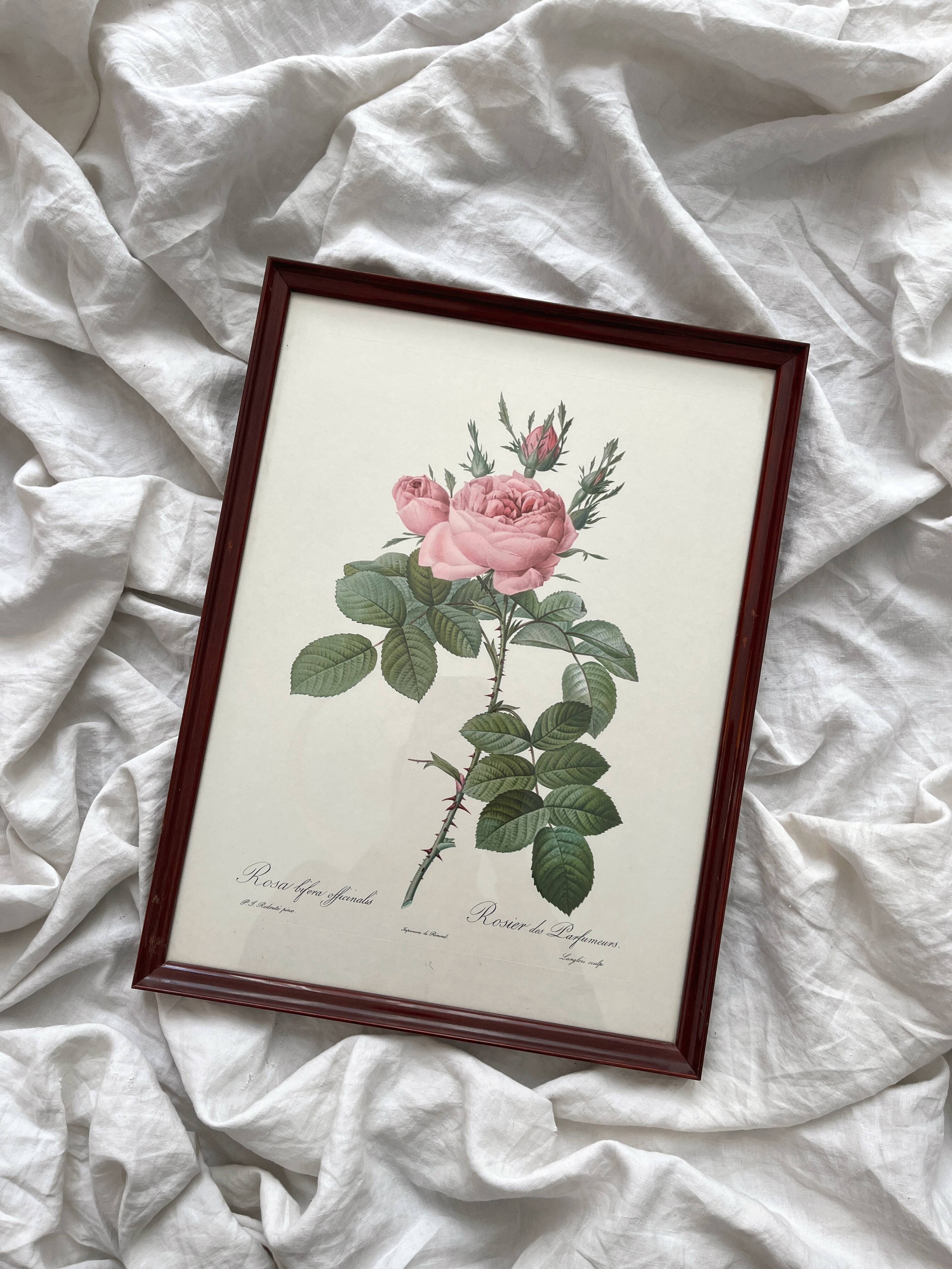 Framed lithograph of roses by Pierre Joseph Redouté, vintage botanical poster