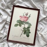 Framed lithograph roses Pierre Joseph Redouté, vintage botanical poster
