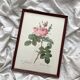 Framed lithograph of roses by Pierre Joseph Redouté, vintage botanical poster