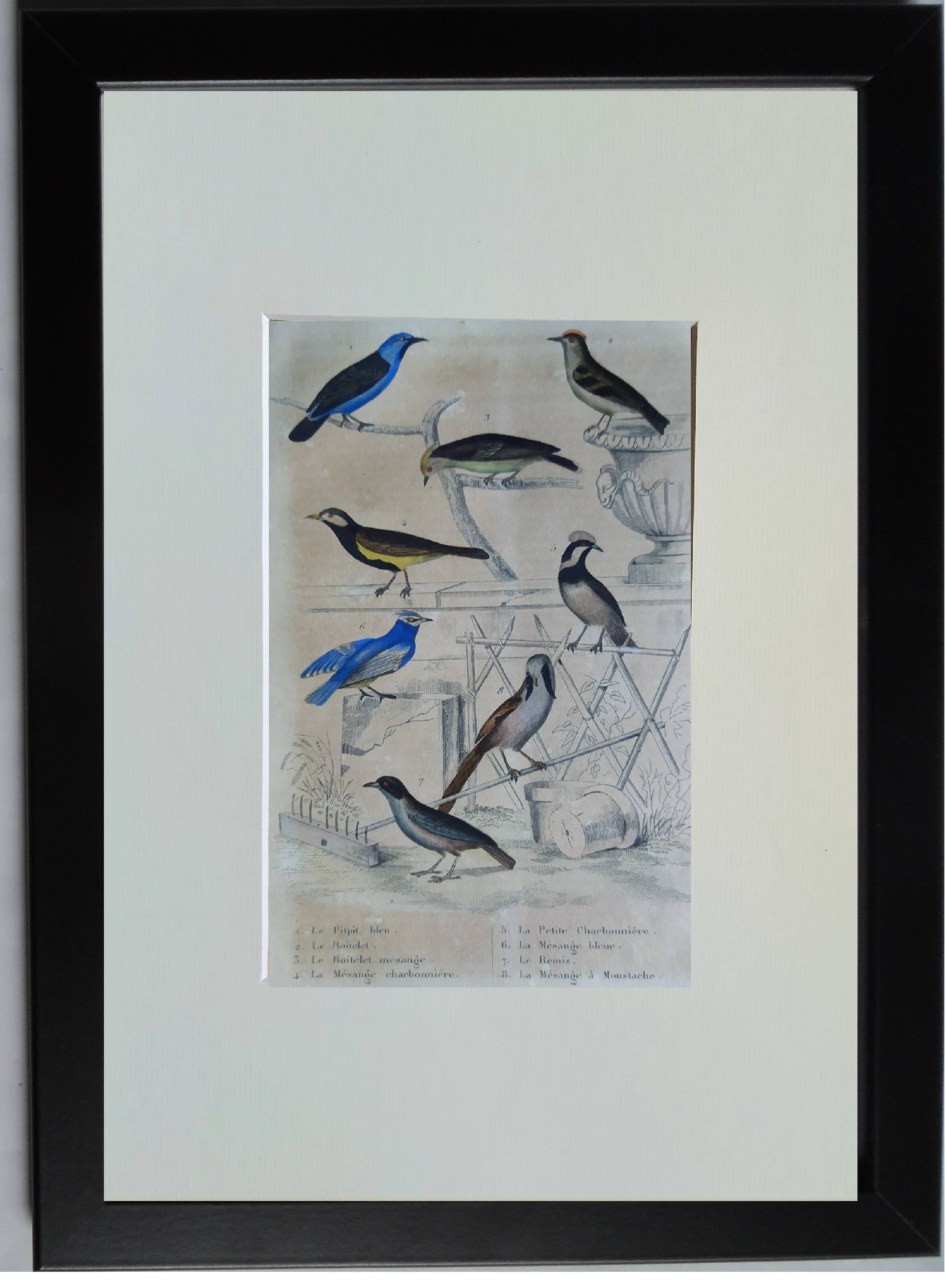 Planche Ornithologique originale " Pitpit bleu - Roitelet - Roitelet mésange - &c... " Buffon 1836