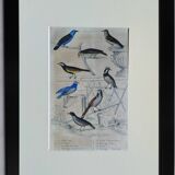 Original Ornithological plate " Pitpit bleu - Roitelet - Roitelet mésange - &c... " Buffon (1836)