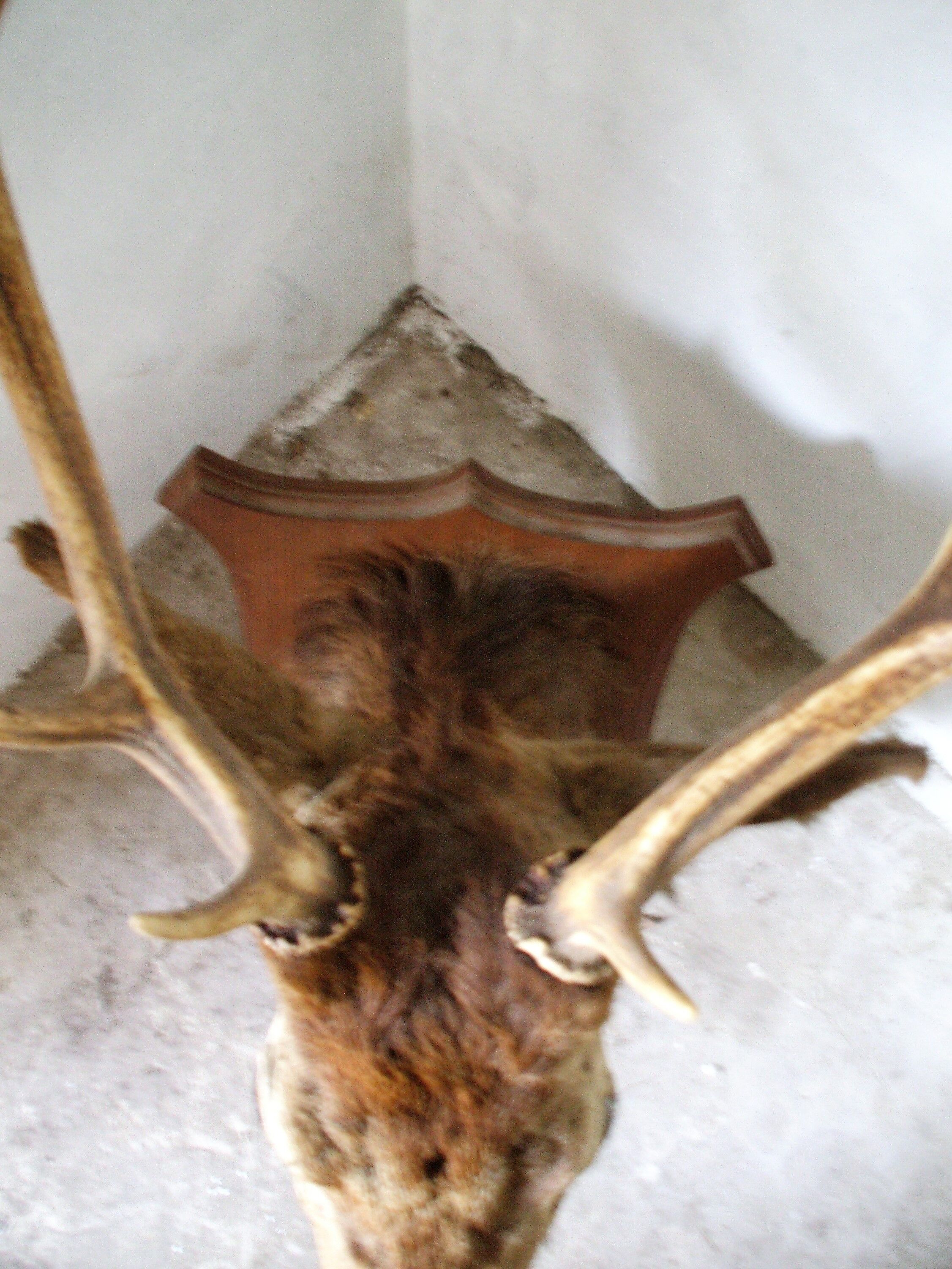 Trophy deer head on coat of arms