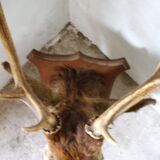 Trophy deer head on coat of arms