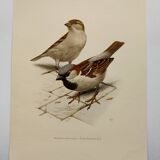 Planche oiseaux Années 60 - Moineau Domestique - Illustration animal vintage