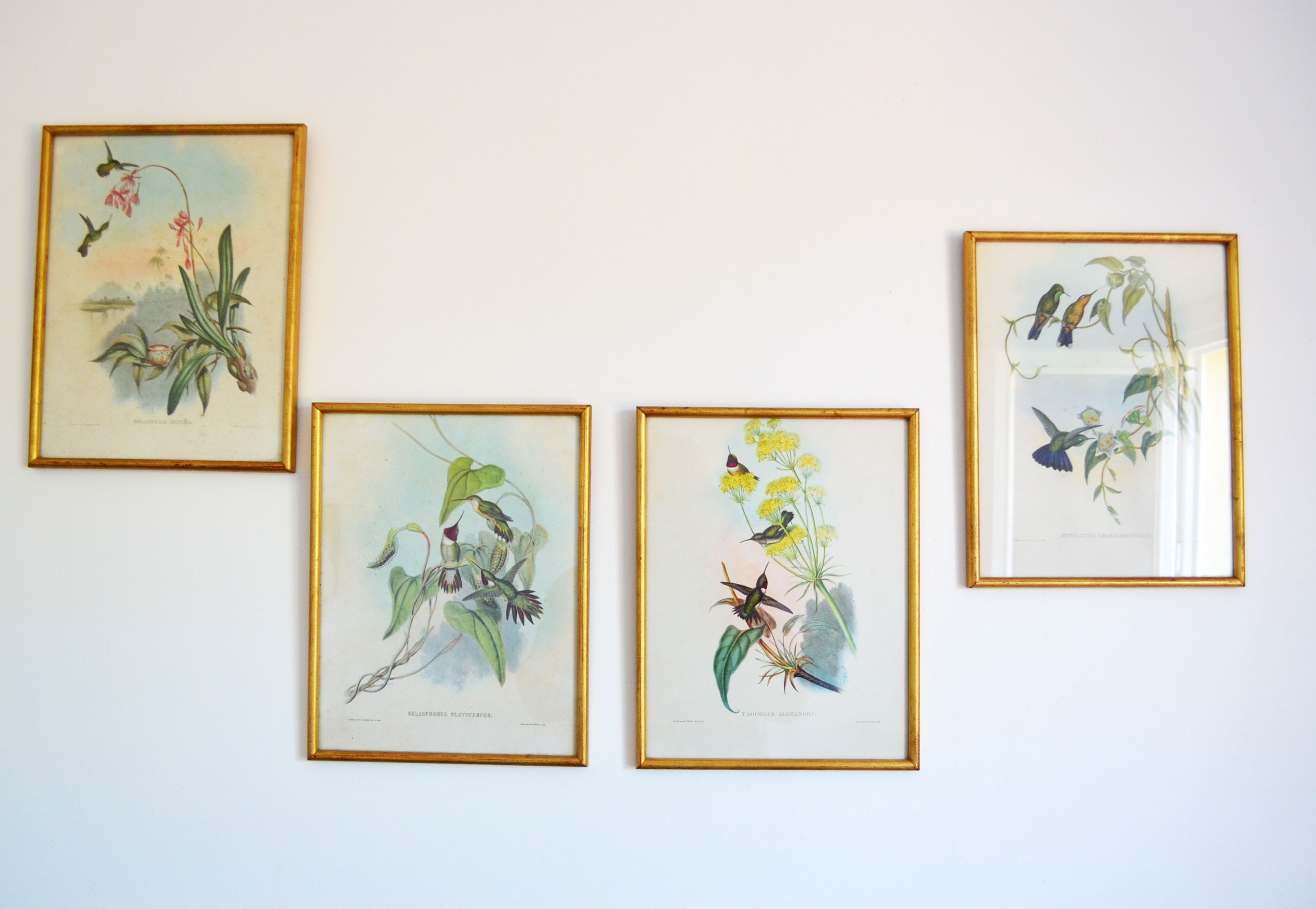 Set of 4 framed botanical and ornithological boards