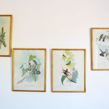 Set of 4 framed botanical and ornithological boards