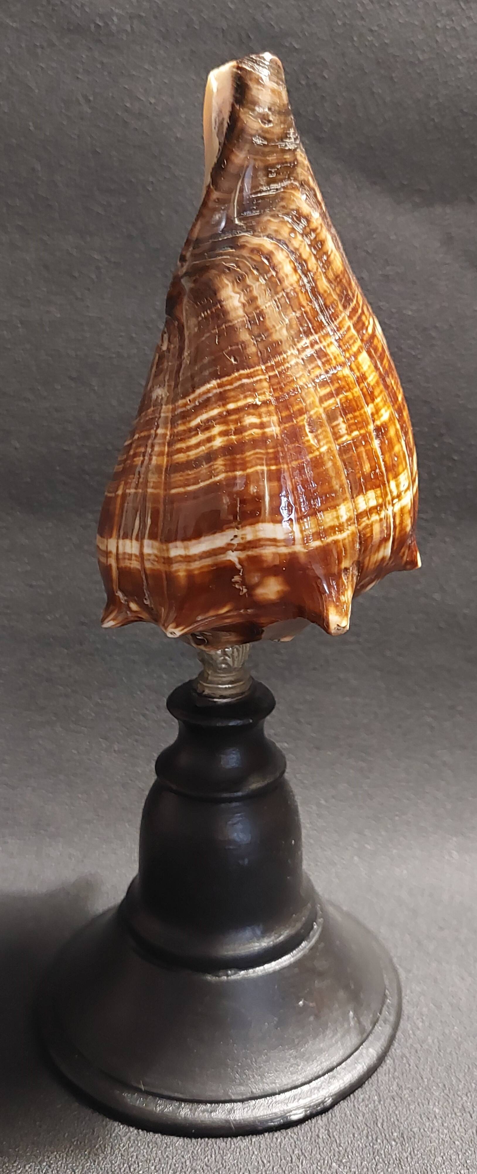 Cabinet of Curiosities shell melongena melongena on a base