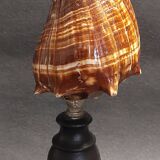 Cabinet of Curiosities shell melongena melongena on a base