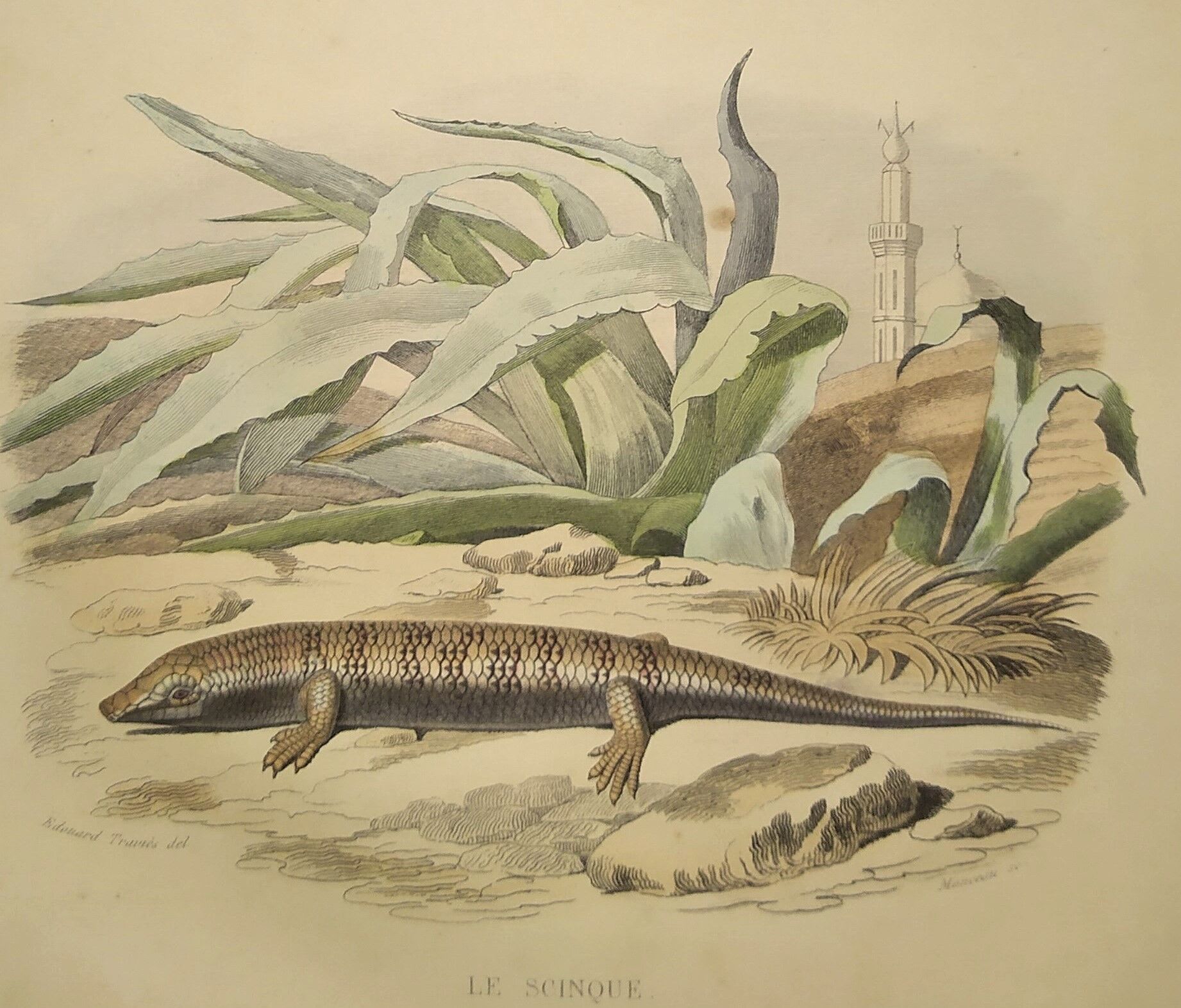 Planche zoologique originale de 1839 " cameleon & scinque "