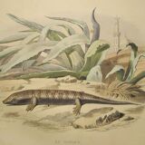 Original zoological plate of 1839 " cameleon & scinque "