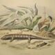 Planche zoologique originale de 1839 " cameleon & scinque "