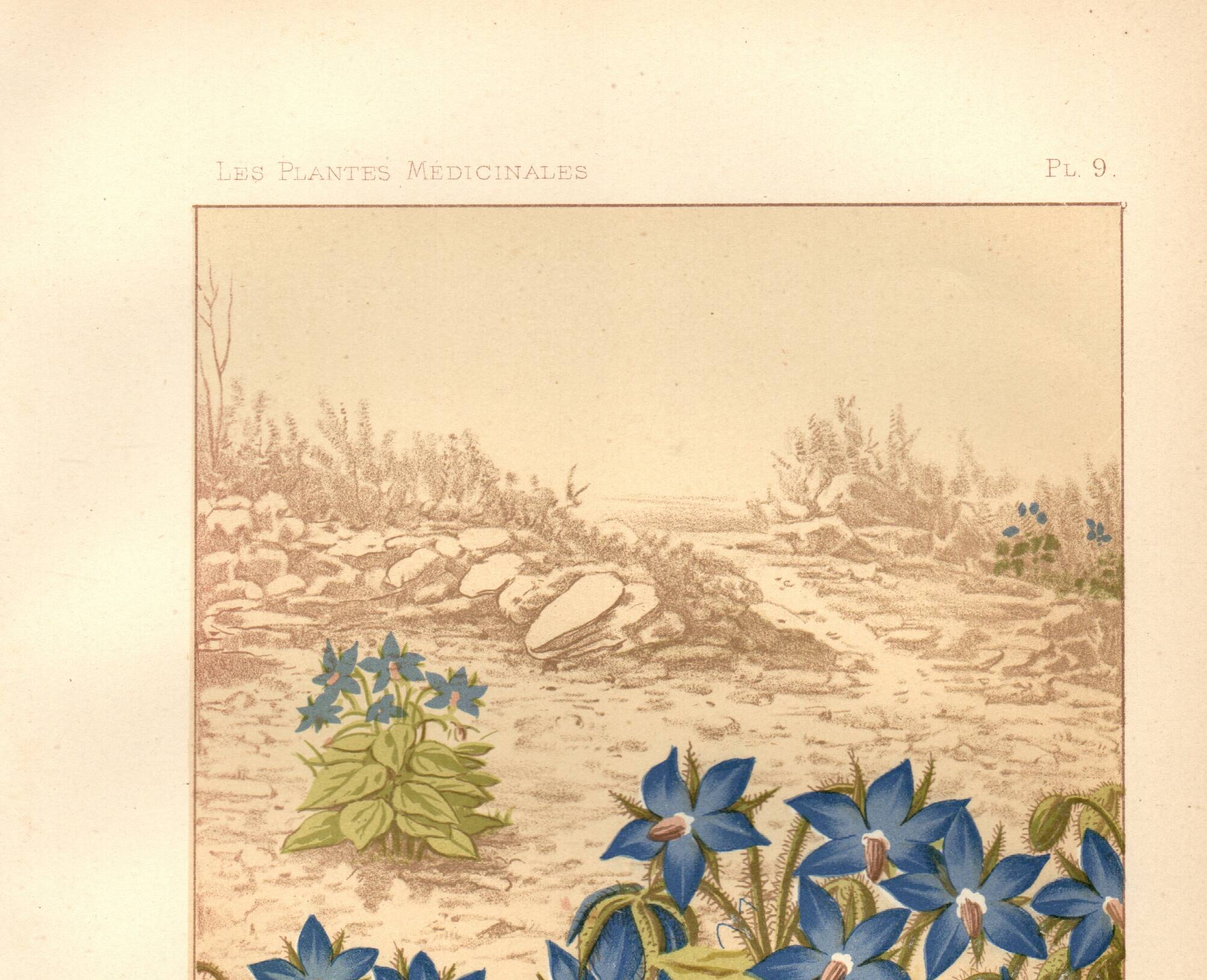 Gravure ancienne 1889 - Bourrache par Lefevre. Lithographie fleur botanique