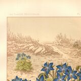 Gravure ancienne 1889 - Bourrache par Lefevre. Lithographie fleur botanique