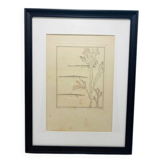 Painting: burin engraving: three fish signed Jean-Émile Laboureur.