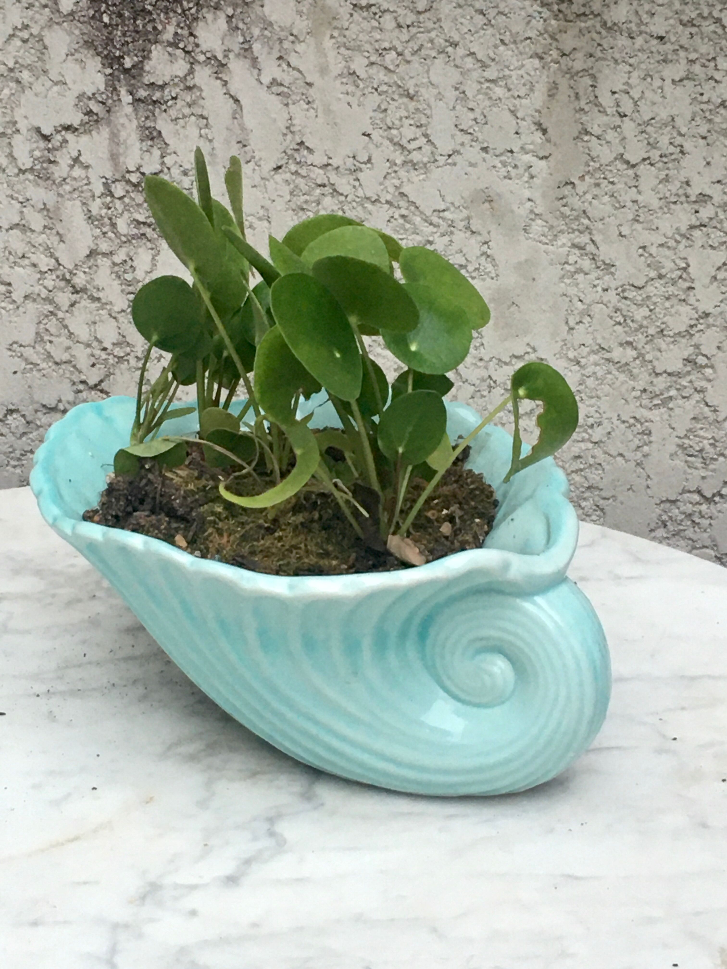 Shell pot cover cup