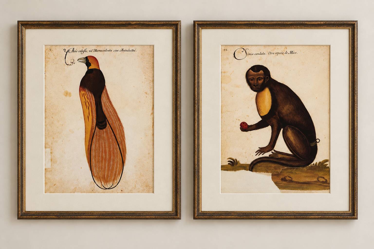 Impressions of the natural history of the Renaissance, pair of facsimiles of the Codex Pomar, 1990s.
