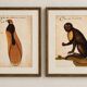 Impressions of the natural history of the Renaissance, pair of facsimiles of the Codex Pomar, 1990s.