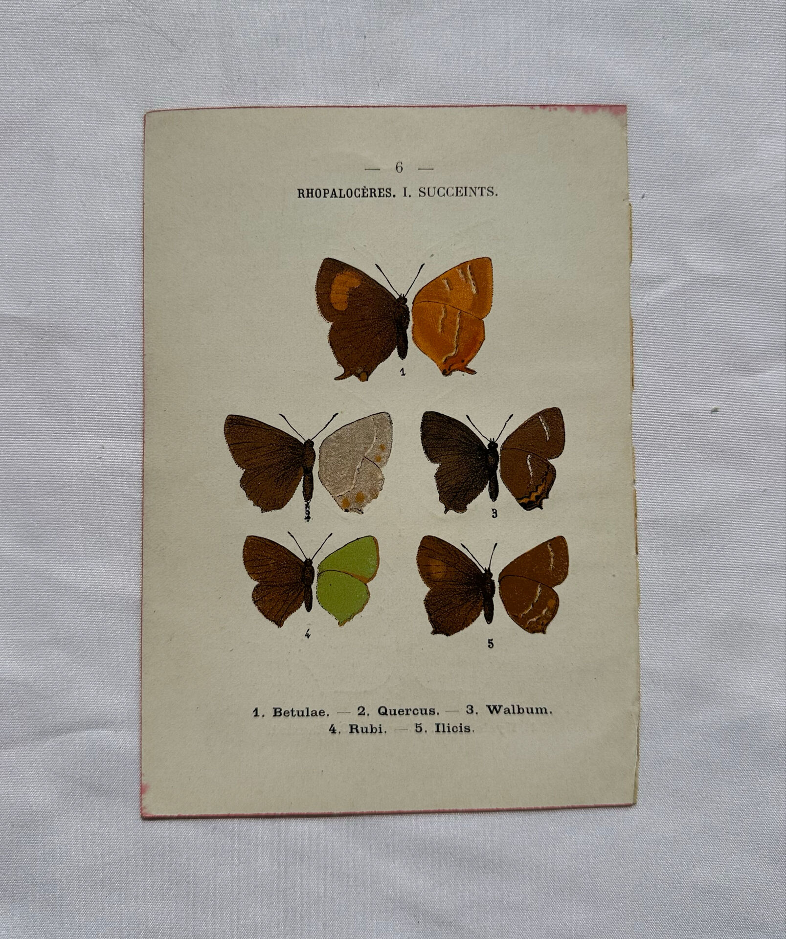 Botanical engraving double-sided butterflies naturalist plate etching