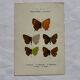 Botanical engraving double-sided butterflies naturalist plate etching