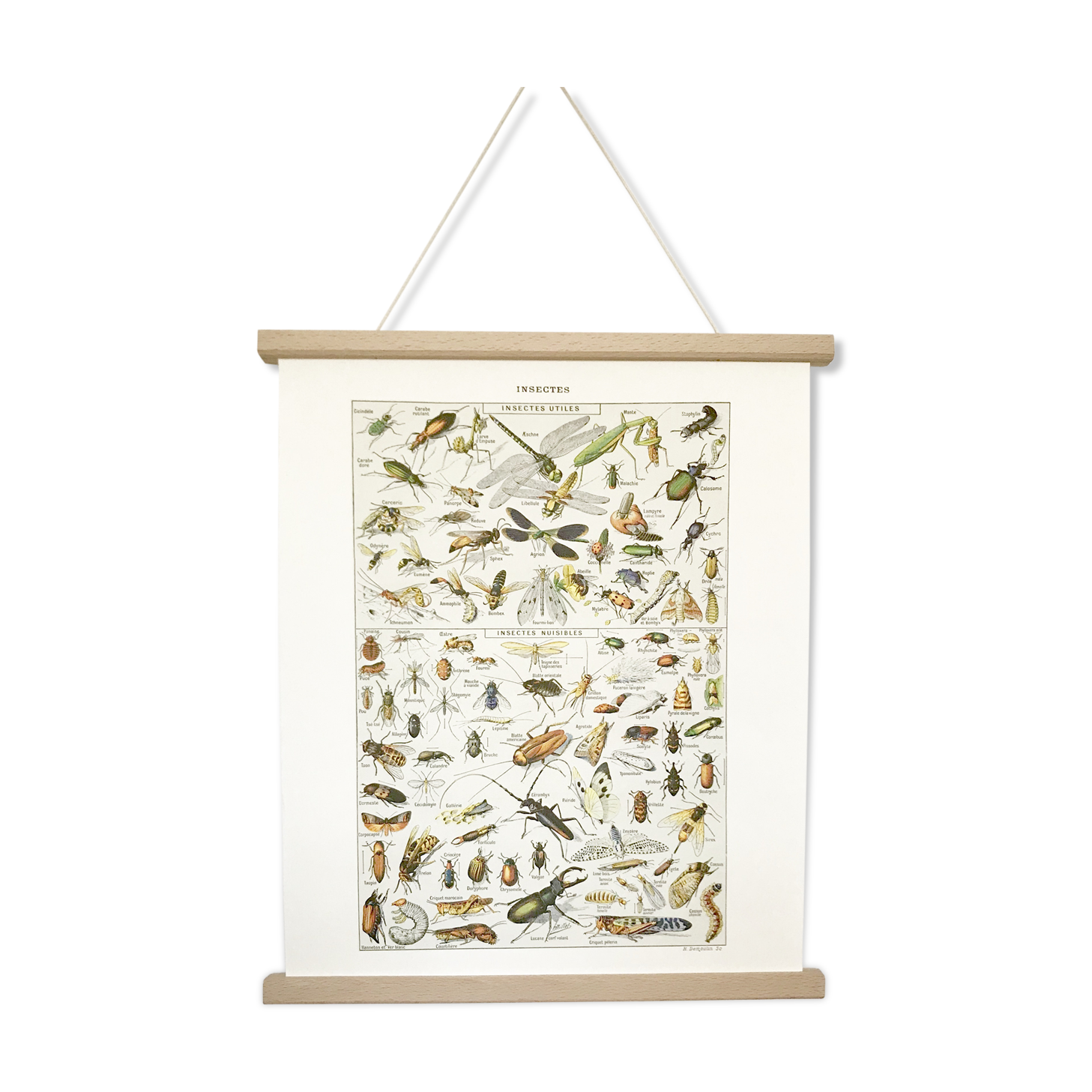 Displayed in colors representative of insects